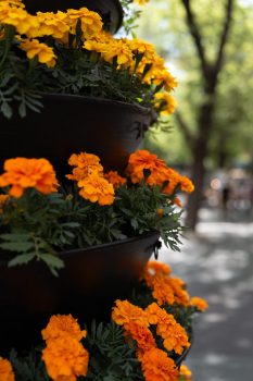 A close of flowers in street flower shop stand, a work of passion by Arnold Szmerling captured during his Leica Q3 street photography experience.